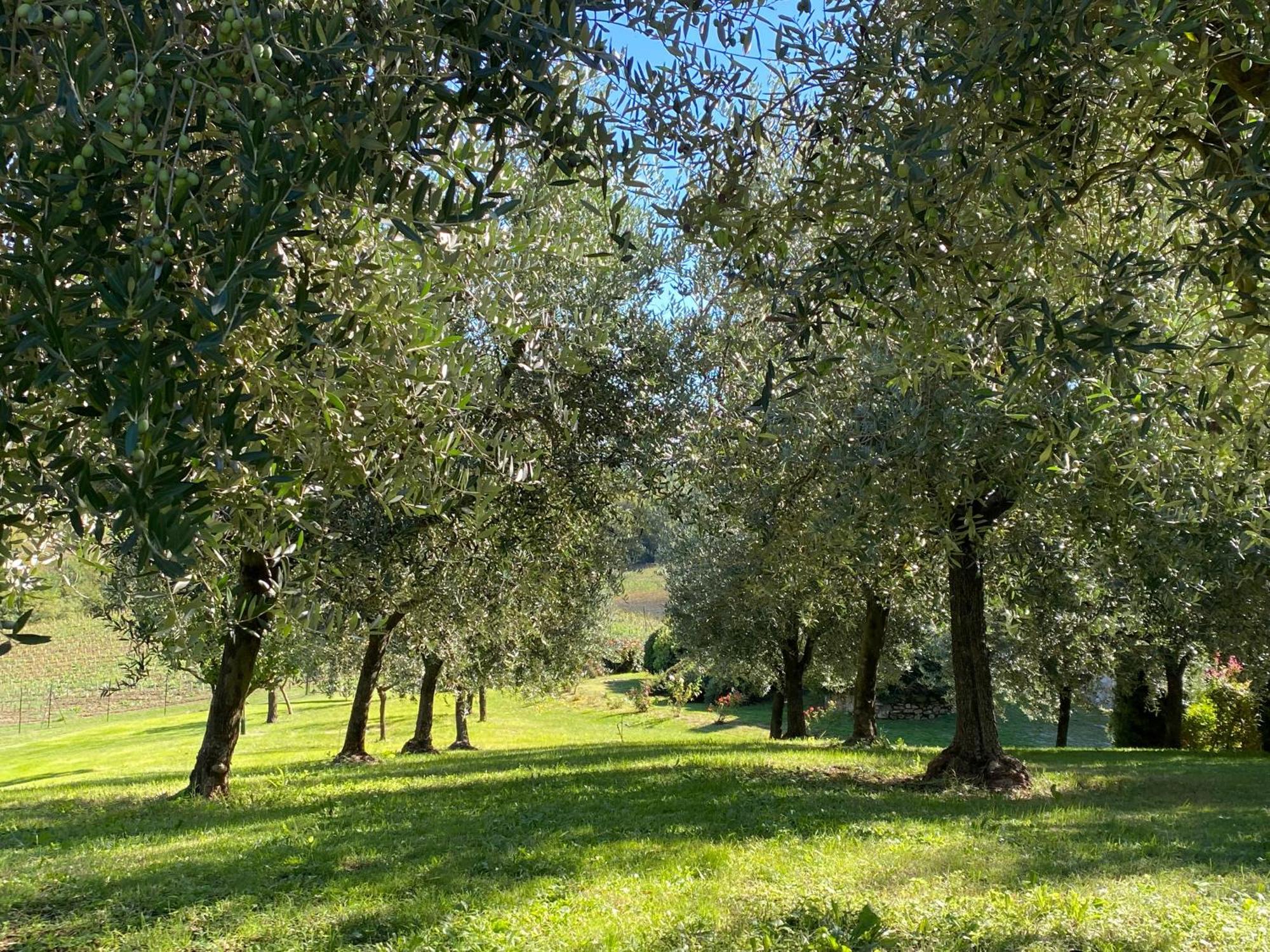 Podere Casanuova San Gimignano Exterior photo
